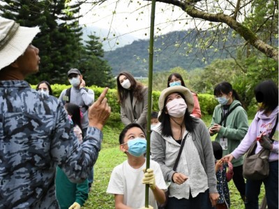 親子體驗採梅