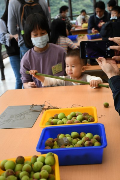 體驗採梅釀梅樂趣