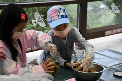 體驗釀梅趣味