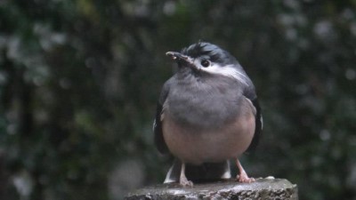 八仙山國家森林遊樂區白耳畫眉