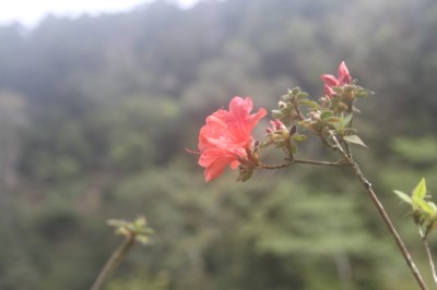01.金毛杜鵑
