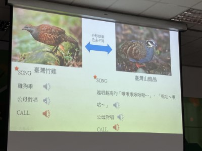 訓練班鳥音比較教學