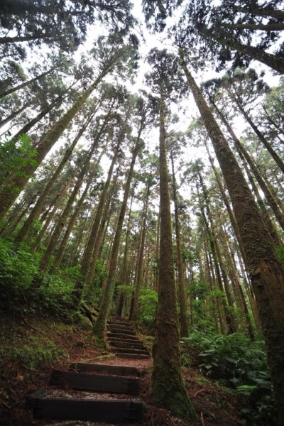 東眼山國家森林遊樂區柳杉林