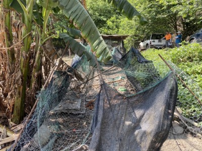 雞舍遭受到黑熊入侵，圍網遭破壞情形