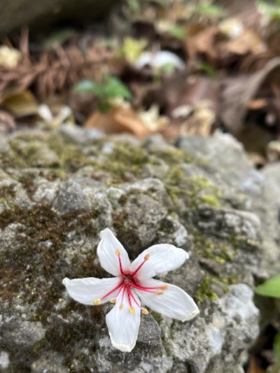 八仙山國家森林遊樂區油桐花綻放中