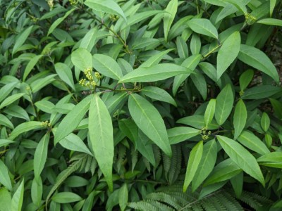 華八仙