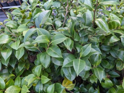 鳳凰山茶