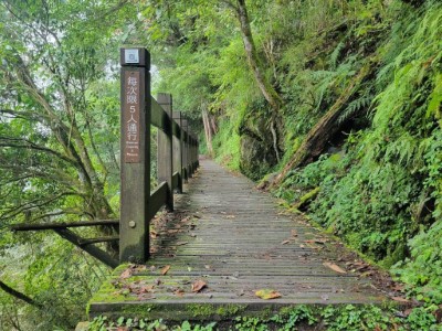 觀霧國家森林遊樂區檜山巨木群步道