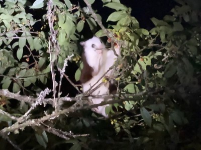 黑夜中的白面鼯鼠