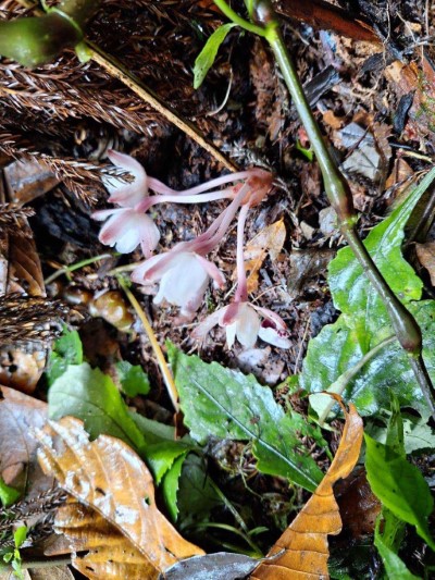 密鱗長花柄蘭2
