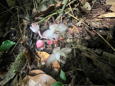 密鱗長花柄蘭3