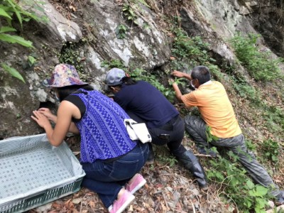 於烏信隧道口搶救大葉火焰草(林業保育署新竹分署提供)
