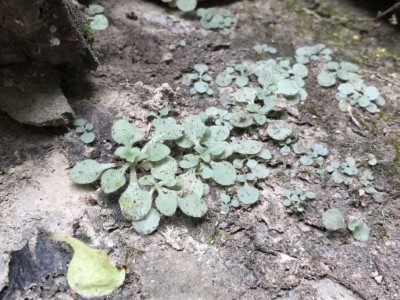 生育地受威脅的大葉火焰草(林業保育署新竹分署提供)