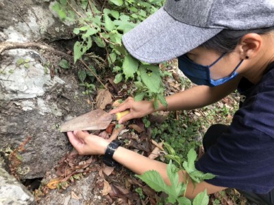 謹慎地將大葉火焰草從其生育地中救出(林業保育署新竹分署提供)