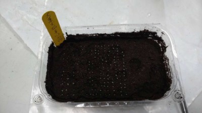 林業試驗所培育細小的種子(林業保育署新竹分署提供)