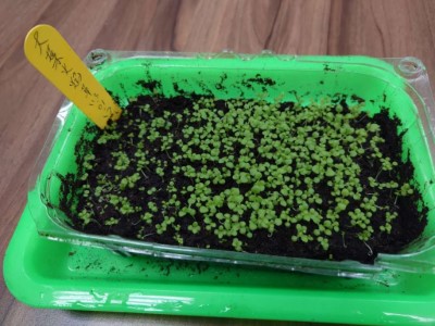 林業試驗所培育大葉火焰草，其種子發芽(林業保育署新竹分署提供)