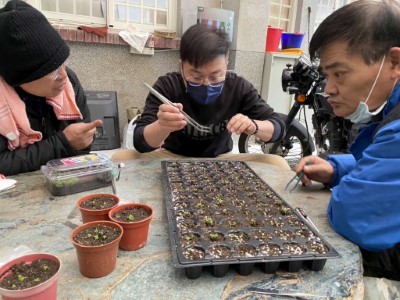 拿鑷子將幼苗移植到穴盤(林業保育署新竹分署提供)