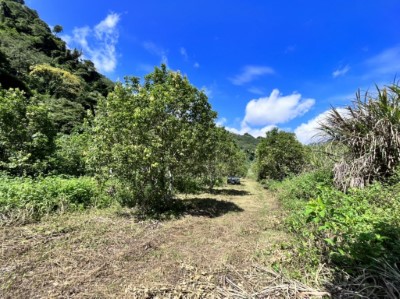 圖為國有林租地林農種植之土肉桂樹，部分已成林