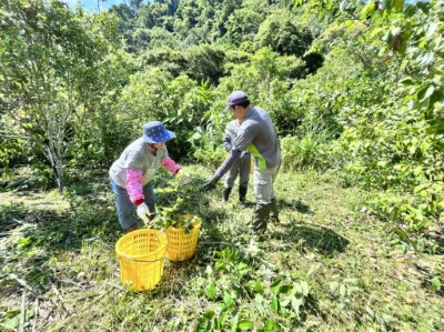 租地林農採集土肉桂葉實況