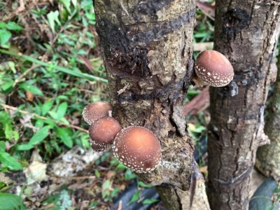 4.段木香菇生長情形