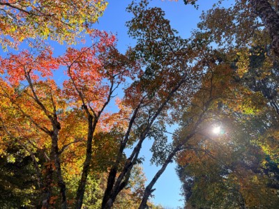 收費站周邊青楓、紅榨槭