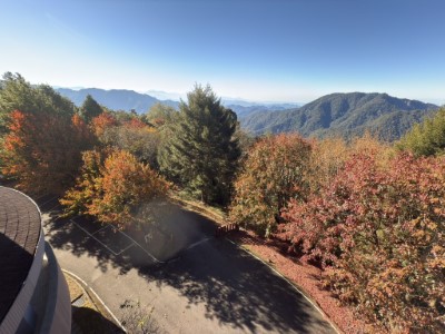 遊客中心周邊紅榨槭