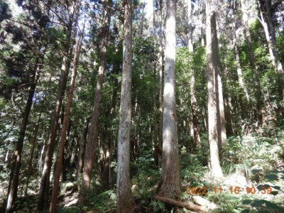 八仙山事業區第118林班達伐採期柳杉生育地照片