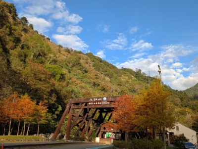 八仙山國家森林遊樂區內臺灣櫸、落羽松等植物葉子轉變紅、黃顏色美不勝收