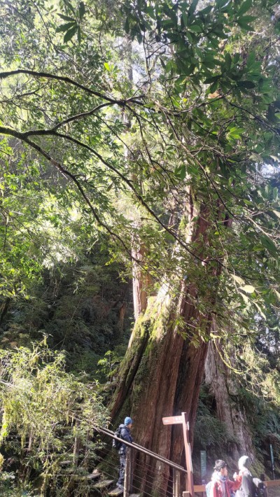 拉拉山國家森林遊樂區巨木照片(林業保育署新竹分署提供)
