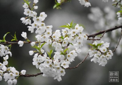 花朵純白如雪的霧社櫻稀有少見，是臺灣原生且特有的櫻花。（森之形自然教育團隊提供；劉謹毓攝影）