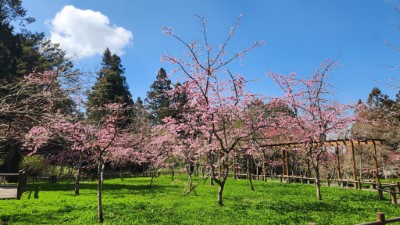 阿里山國家森林遊樂區櫻花正陸續綻放