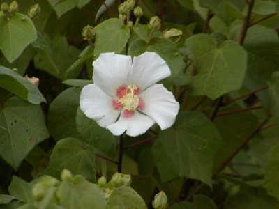 山芙蓉(請註明林業保育署南投分署提供)