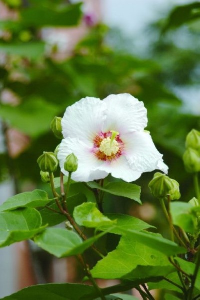 南投分署提供山芙蓉