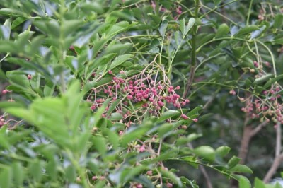 臺中分署提供狗花椒