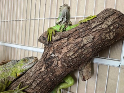 臺中地區捕獲外來入侵種綠鬣蜥(臺中市野生動物保育學會提供)