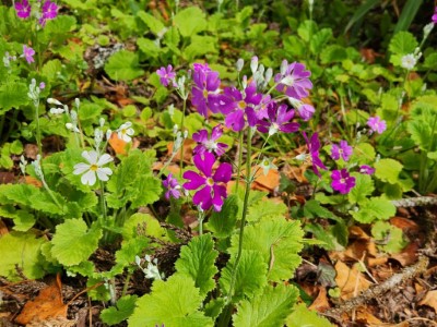報春花