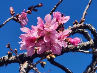 阿里山國家森林遊樂區內阿龜櫻目前約開花7成