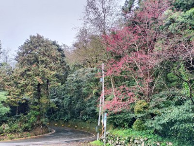 林道邊山櫻花綻放