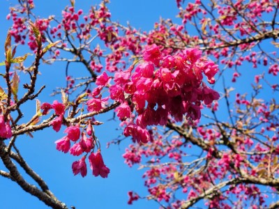 山櫻花現已盛開，預計花期至3月上旬