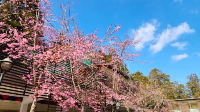 香林服務區及阿里山工作站前阿龜櫻已開花約7成