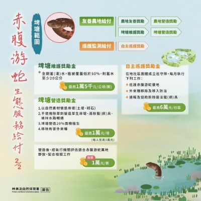 赤腹游蛇生態服務給付方案(林業保育署新竹分署提供)