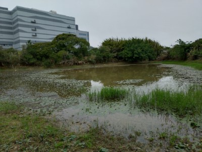 適合赤腹游蛇的棲地類型林業保育署新竹分署提供)