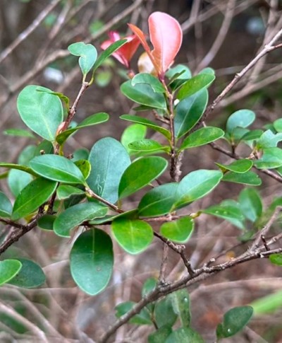 新葉紅艷美麗的「小葉赤楠」