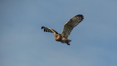 野放的草鴞幼鳥在天空翱翔