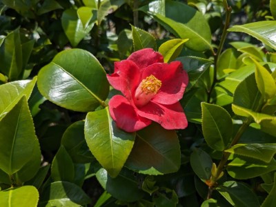 日本山茶，臺灣原生茶花之一，別稱鳳凰山茶
