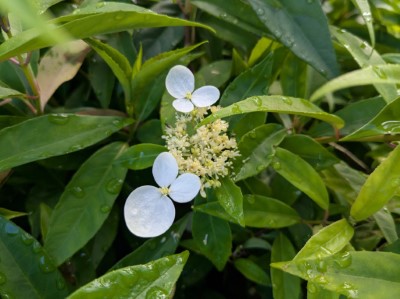 華八仙，白色花瓣像蝴蝶停在葉鞘