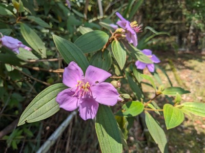 野牡丹，有鮮豔大朵的粉紫色花瓣