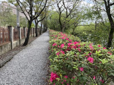 春季綠意盎然