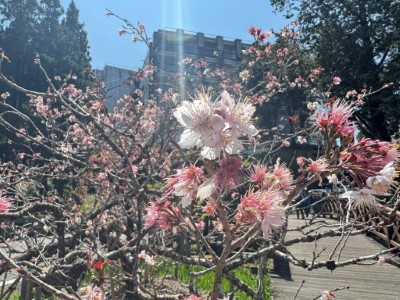 唐實櫻盛開中