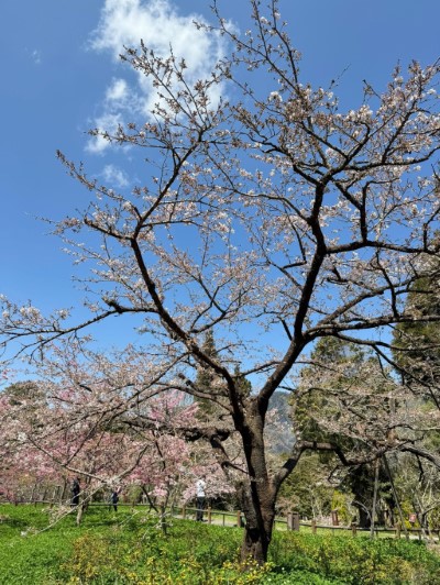 櫻王染井吉野櫻目前開花約1成